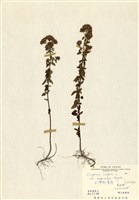 藏品(野薄荷)的圖片